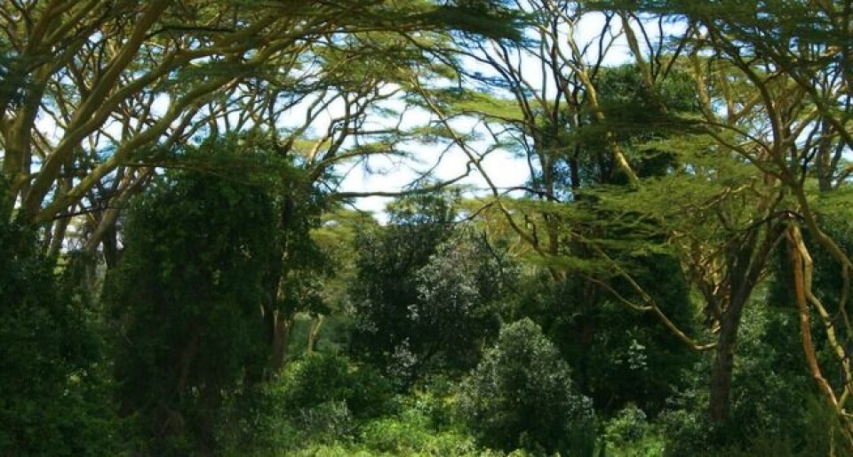 No logging in Kenya – for now