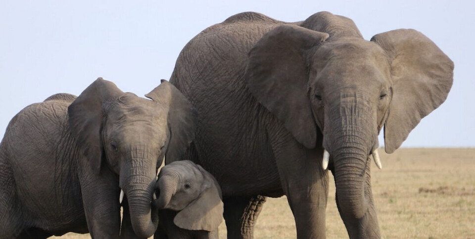 Animal Law course open for registration
