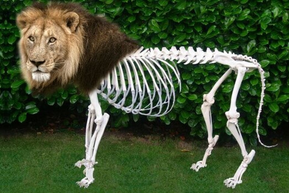 Lion bone ruling