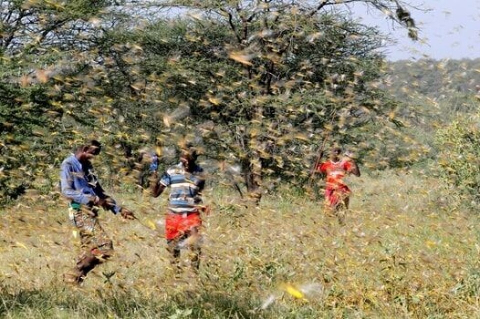 Locusts Have No King