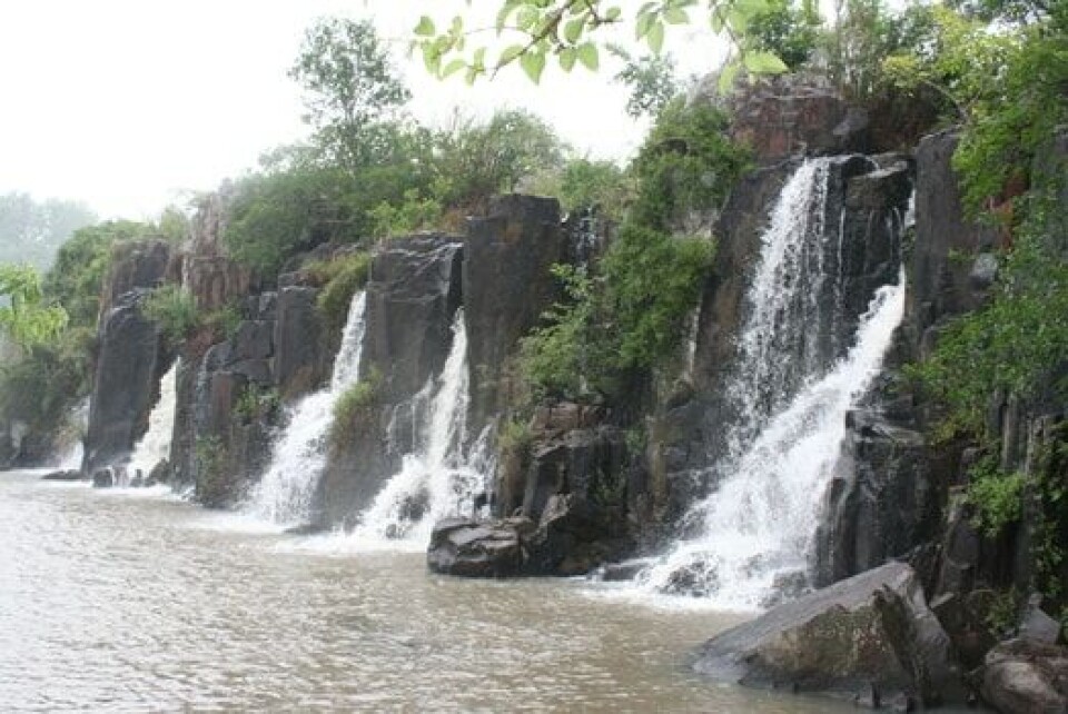 Silent Water Theft by Trees
