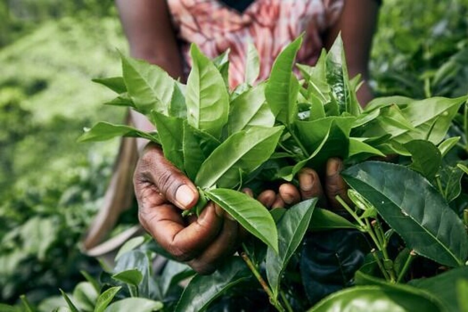 Reclaiming land from colonial masters