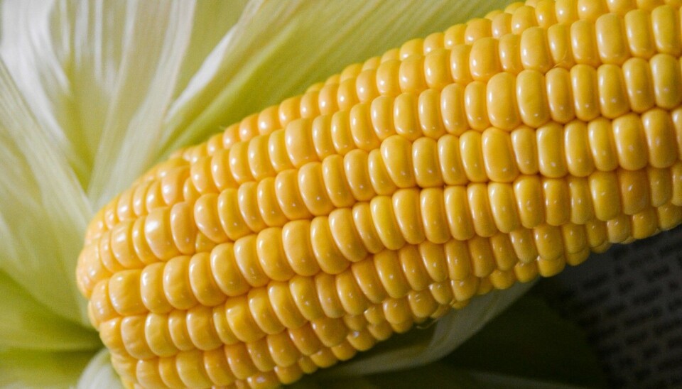 Court clears hurdles for GMO foods in Kenya